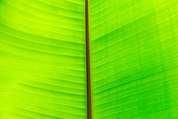 Wall Mural - Green leaf surface close up texture background image