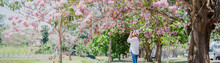 Spring Season With Full Bloom Pink Flower Travel Concept From Beauty Asian Photographer Woman Enjoy With Sight Seeing And Take Photo  Sakura Or Cherry Blossom With Soft Focus Flower Background