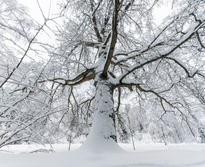 Big majestic oak tree covered with snow in winter. Bottom up view of the trunk with spreading branches and crown