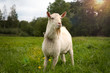 Close up of an adult beautiful white male goat on a farm green grass field background. Goat in sunbeams and backlight sun on a summer day.