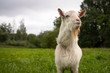 Close up portrait of an adult beautiful white male goat on a farm green grass field background on a summer day