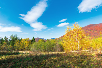 wonderful landscape in autumn. birch trees in yellow foliage. distant mountain in fall colors. sunny