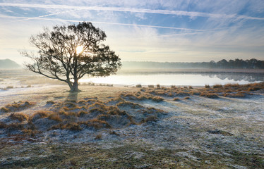 Wall Mural - oak tree by wild lake during frosty morning