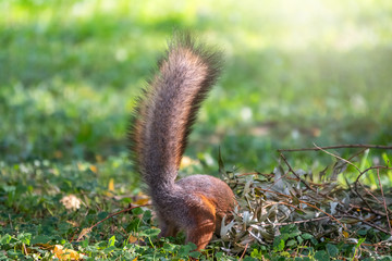 Squirrel in autumn hides nuts on the green grass with fallen yellow leaves