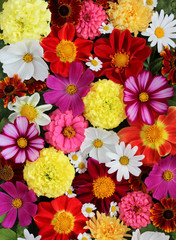  bright floral background, top view. bouquet of garden flowers.