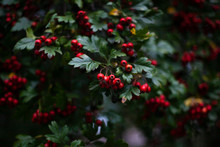 Red Hawthorn On A Bush. Beautiful Berry Background. The Summer Atmosphere Is Created By Green Plants.