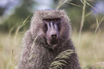 monkey baboon - portrait