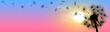 Fluffy dandelion sun sunset sky banner. Dandelion, flowering plant. Silhouette of a dandelion on a background of sky and sun
