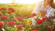 Woman taking care of blooming roses outdoors, closeup