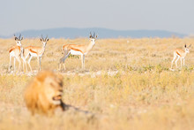 Etosha National Park, Namibia. Impala Watching A Resting Male Adult Lion.