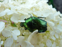 Emerald Beetle On White Flowers