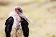 Masai Mara, Kenya. Marabou stork (Leptoptilos crumenifer) portrait captured in habitat.