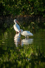 two birds bathing