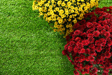 Beautiful Chrysanthemum Flowers On Green Grass, Top View. Space For Text