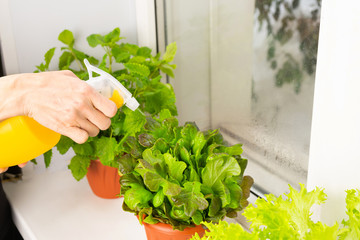 Growing salad at home in a pot on the window. Girl watering salad. Selective focus.