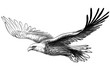 Soaring bald eagle. Graphic, black and white drawing sketch of a bird of prey on a white background.