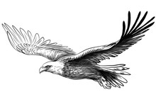 Soaring Bald Eagle. Graphic, Black And White Drawing Sketch Of A Bird Of Prey On A White Background.