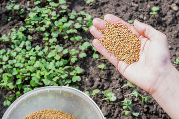 Young girl's hand full of mustard seeds preparing to sow on the ground in the vegetable garden as a fast growing green manure and effectively suppress weeds