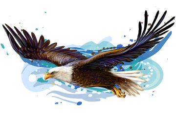 soaring bald eagle. color, realistic, art portrait of a soaring bald eagle on a white background in 