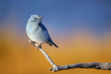 Male Mountain Bluebird Sitting On A Stick
