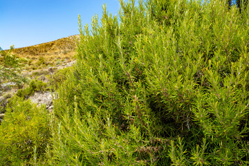 Aromatic kitchen organic herb rosemary growing under sun in mountains