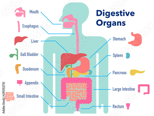 部位ごとに名称が記載された消化器官のシンプルなイラスト Wall Mural Moana Akasso