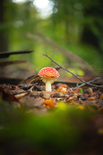 Beautiful Fly Amanita Mushroom In The Forest In Front Of Blurry Background (vertical)