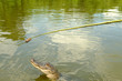 Alligatori del Mississippi