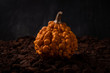 Dark artistic photo of beautiful decorative pumpkin on wooden ground with black background. Orange warty pumpkin.Autumn harvest, Thanksgiving or Halloween concept. Low Key food photography. Copy space