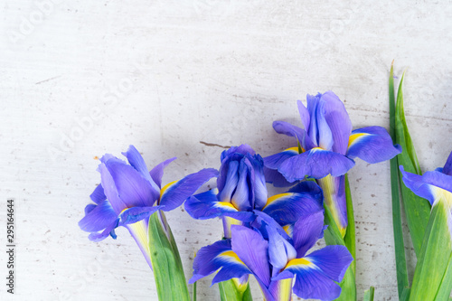 Fresh iris flowers