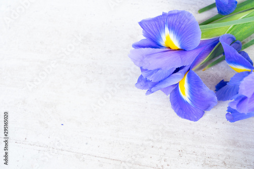 Fresh iris flowers