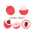 Illustration of lychee - tropical fruit. Summer food - Vector