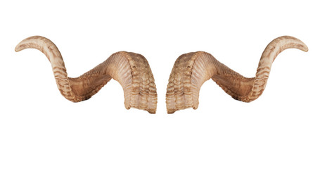pair of sheep horns isolated on white background