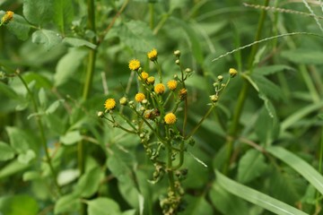 Canvas Print - Hairy beggar ticks flowers / Hairy beggar ticks are weeds on the roadside, with yellow head flowers in the fall. Achene adheres to animal hair and human clothing.