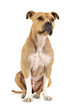 Studio shot of an adorable American Staffordshire Terrier sitting  and looking up curiously