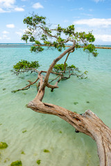 mangrove on the beaches of martinique