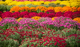 Rows of mums