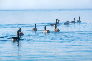 Flock of Canada Geese Swimming in Lake of Two Rivers, Algonquin Park, in the Morning Mist