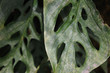 Tropical plant close-up