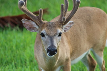 Sticker - a Florida Key Deer
