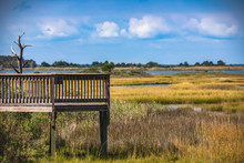 Life Of The Forest Nature Trail At Assateague Island