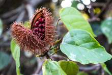 Achiote (Bixa Orellana) Is A Large Shrub Or Small Tree Produces Spiny Red Fruits Popularly Called "urucum" Has Been Used By Native Communities In Brazil, On Filed In Sao Paulo State