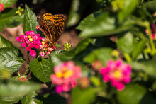Variegated Fritillary Butterfly On Lantana Flowers