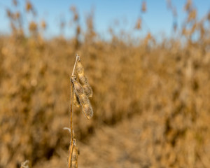 Wall Mural - Closeup of mature soybean plants with golden brown seed pods and stems drying in field on a sunny fall day at the beginning of harvest season