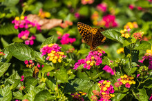Variegated Fritillary Butterfly On Lantana Flowers, Close-up