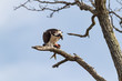 An Osprey perched in a tree with a fish.