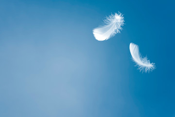Wall Mural - soft white feather floating in the air