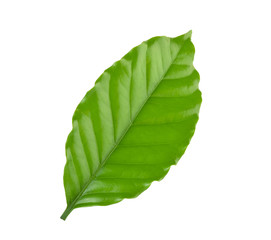 Leaves coffee tree isolated on white background.