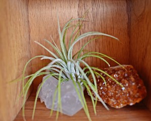 Air Plant #1 