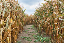 Inside A Corn Field Maze With A Cloudy Sky